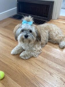 Dog Lying On A Floor