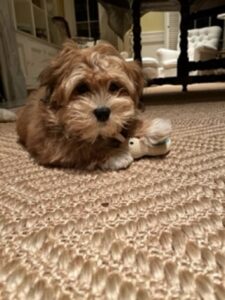 Dog Lying On A Floor