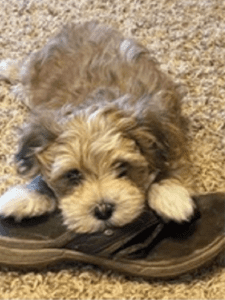 A Dog Lying On A Shoe