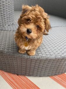 A Dog Sitting On A Chair