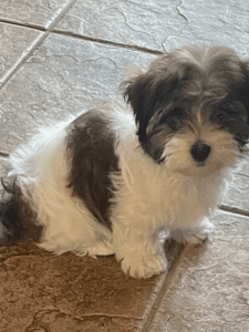 A Dog Sitting On A Tile Floor