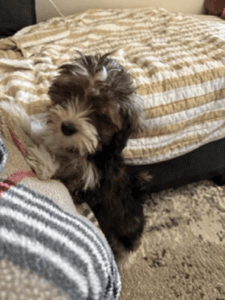 Dog Sitting On A Bed