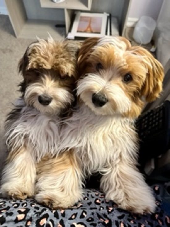 Two Cute Puppys