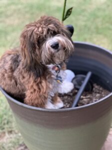 A Dog Sitting In A Pot