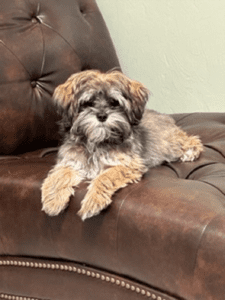 A Dog Lying On A Couch