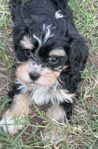 A Dog Lying In A Grass