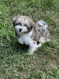 Dog Standing On The Grass