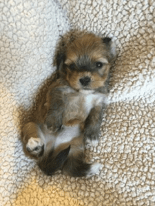 A Puppy Lying On Its Back On A Blanket