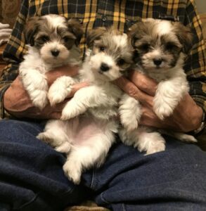 Three Puppies Was Being Hold