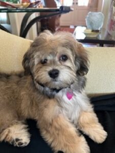 Cute Dog Lying On The Couch