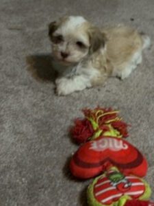 Puppy and her Red Pillow