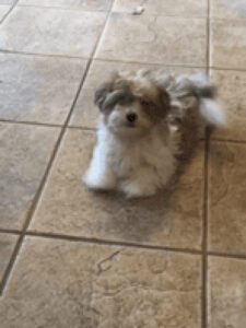 Cute Puppy in the Floor