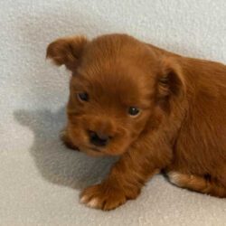 Havanese puppies for sale Red Boy