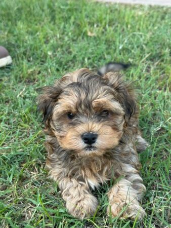 Boy 7 weeks old