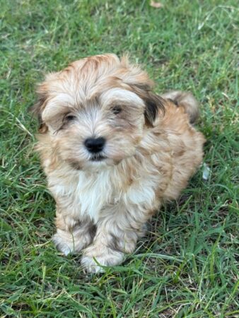 Max - Boy 7 weeks old