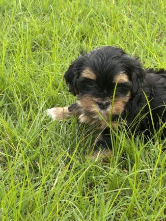 Boy 7 weeks old