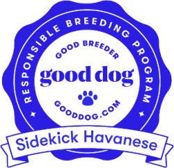 Good Dog Sidekick Havanese